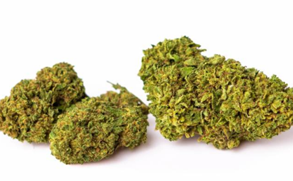 Fleur de CBD MINT KUSH
