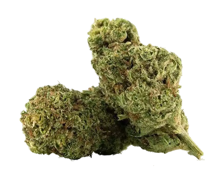 Fleur de CBD WAPENGA Delta-10