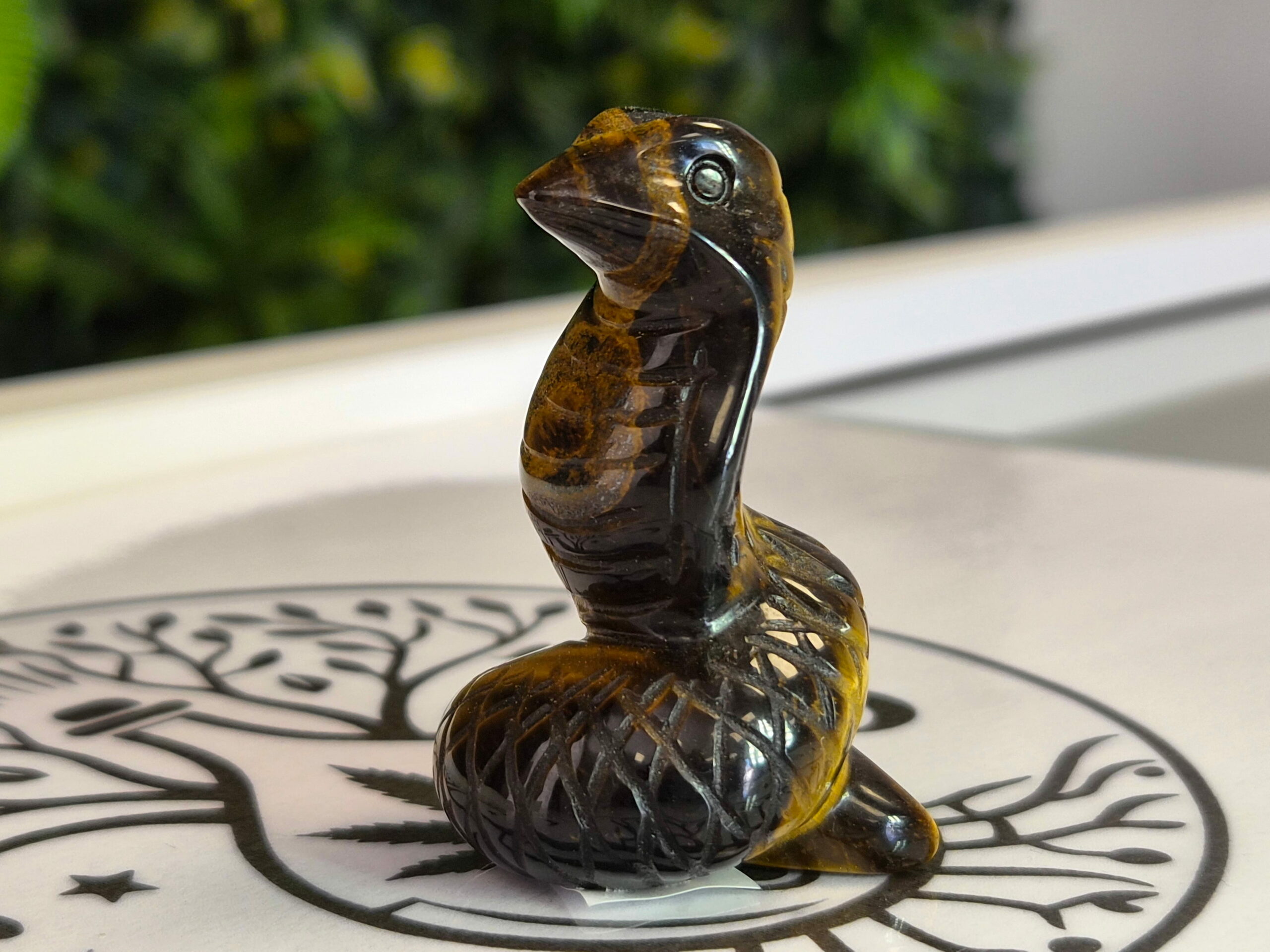 Serpent œil de tigre