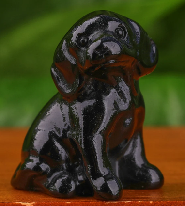 Labrador retriever Obsidienne noire