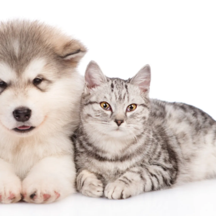 RITUEL CHIENS ET CHATS