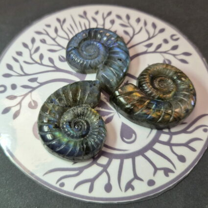 Escargot Labradorite Madagascar AA+